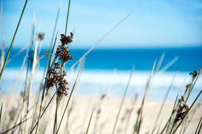 flor-en-playa